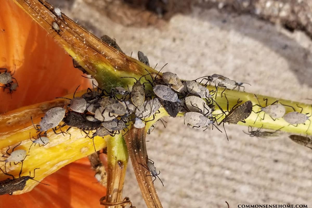Squash Bugs in Arizona Gardens: Identification, Damage & Control