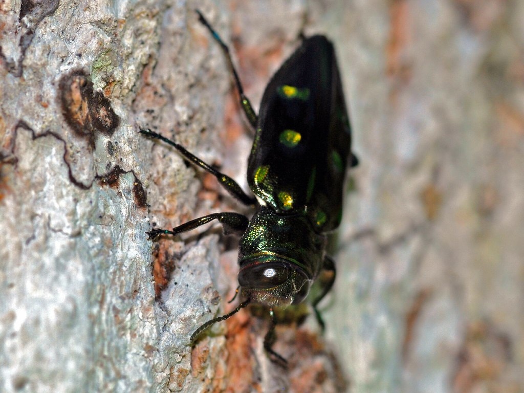 Metallic jewel beetle Buprestidae iridescent close-up macro photograph