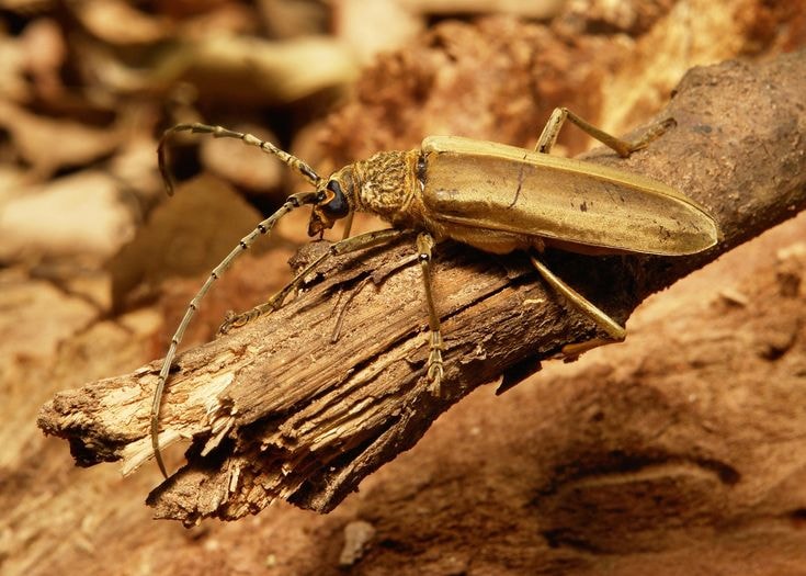 Longhorn beetle Cerambycidae macro close-up photograph showing long antennae